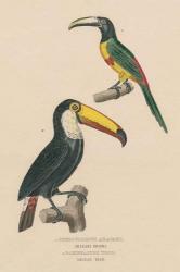 Toucan Study | Obraz na stenu