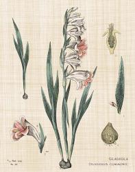 Gladiola Chart Linen | Obraz na stenu