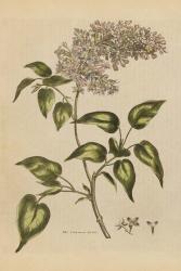 Herbal Botanical I Crop II | Obraz na stenu