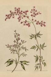 Herbal Botanical I Crop III | Obraz na stenu