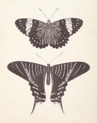 Papillons I Neutral | Obraz na stenu
