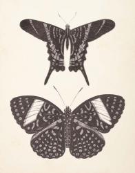 Papillons II Neutral | Obraz na stenu