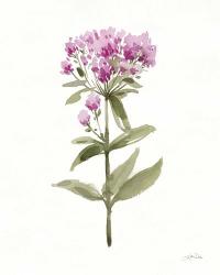 Flowers of the Wild II | Obraz na stenu