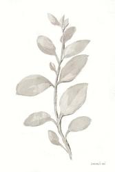 Gray Sage Leaves II on White | Obraz na stenu