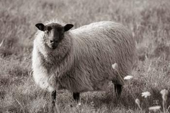 Sepia Sheep | Obraz na stenu