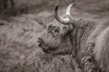 Highland Cow on Watch | Obraz na stenu