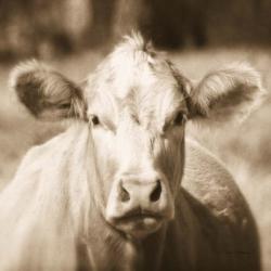 Pasture Cow Sepia Sq | Obraz na stenu