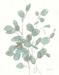 Transparent Leaves Eucalyptus | Obraz na stenu