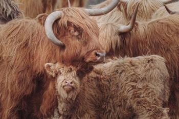 Highland Cow Under Cover | Obraz na stenu