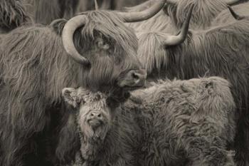 Highland Cow Under Cover Neutral | Obraz na stenu