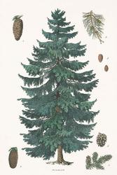 Evergreen Botanical Chart | Obraz na stenu