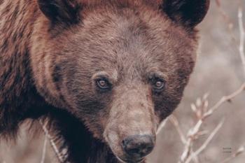 Bear Portrait | Obraz na stenu