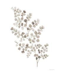 Maidenhair Fern Khaki | Obraz na stenu