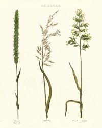 Herbal Botanical Study II Ivory | Obraz na stenu