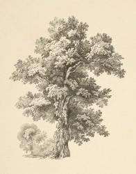 Tree Study I Dark | Obraz na stenu