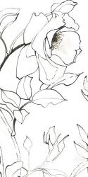 Sketch of Roses Panel II | Obraz na stenu
