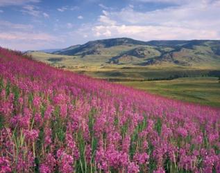 Lamar Valley | Obraz na stenu