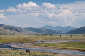 Lamar Valley Bison | Obraz na stenu