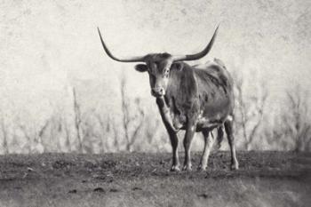 A Texas Longhorn | Obraz na stenu