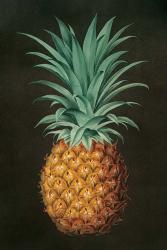 Vintage Pineapple II | Obraz na stenu