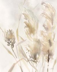 Light Pampas Grasses III | Obraz na stenu