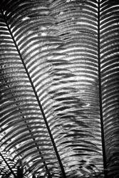 Sunlit Palms I | Obraz na stenu