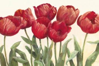 Ruby Tulips | Obraz na stenu