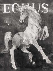 Equus Stallion BW | Obraz na stenu