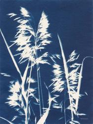 Ornamental Grass VI | Obraz na stenu