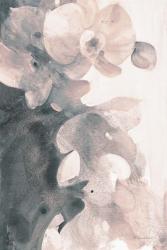 Orchid Splendor II Blush | Obraz na stenu