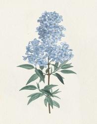 Victorian Garden Flowers III Blue | Obraz na stenu