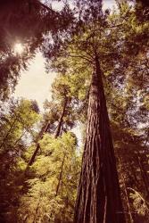 Redwoods 1 | Obraz na stenu
