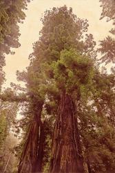 Redwoods II | Obraz na stenu