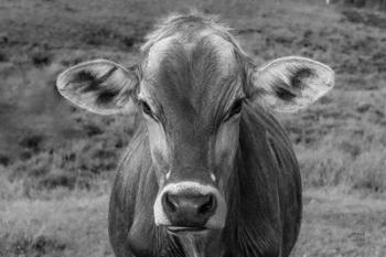 Dairy Barn BW | Obraz na stenu