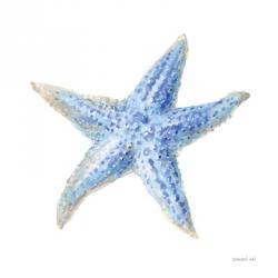 Undersea Starfish | Obraz na stenu