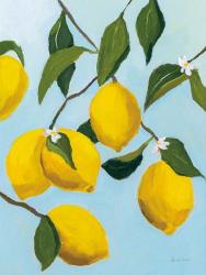 Lemon Tree | Obraz na stenu