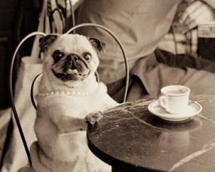 Cafe Pug | Obraz na stenu