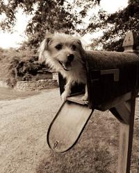 You've Got Mail | Obraz na stenu