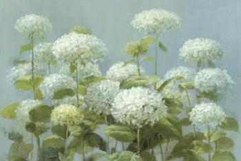 White Hydrangea Garden | Obraz na stenu