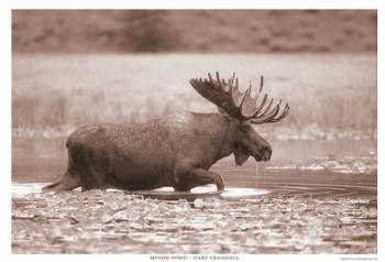 Moose Pond | Obraz na stenu