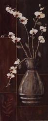 Delicate Orchids I | Obraz na stenu