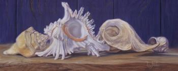 Shells I | Obraz na stenu