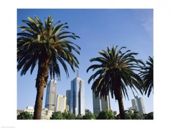 Palm trees in a city, Melbourne, Australia | Obraz na stenu