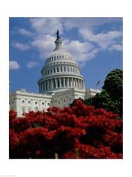 Flowering plants in front of the Capitol Building, Washington, D.C., USA | Obraz na stenu