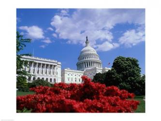 Flowering plants in front of the Capitol Building, Washington, D.C., USA | Obraz na stenu