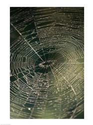 Close-up of a spider's web | Obraz na stenu
