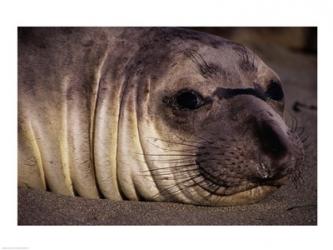 Seal | Obraz na stenu