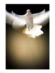 White Dove in flight | Obraz na stenu