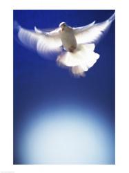White Dove in flight | Obraz na stenu