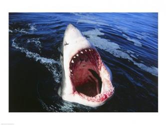 Great White Shark with its mouth open | Obraz na stenu
